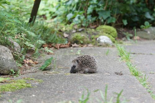 grass garden hedgehog