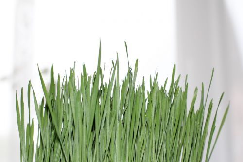 grass drop of water wheatgrass