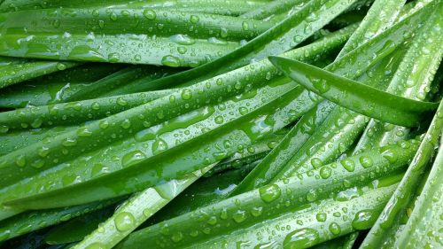 grass plants leaves