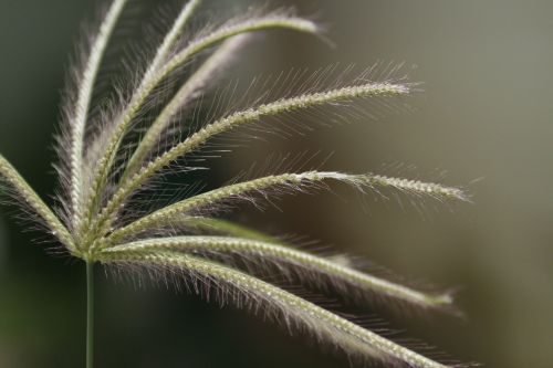 grass plant nature