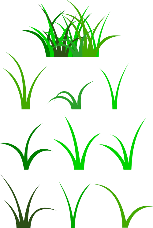 grass green plant