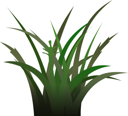 grass plant vegetation