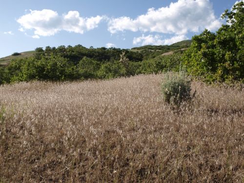 grass field landscape