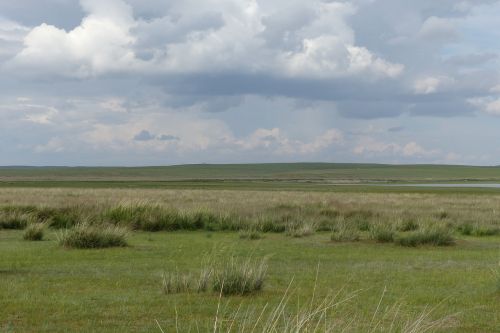 grass prairie steppe