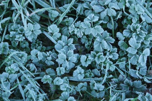 grass frost icy