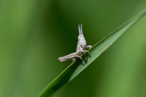 grass grasshopper insect