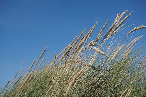 grass dike north sea