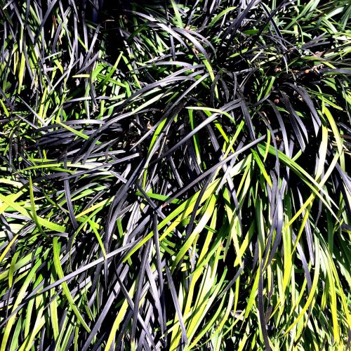 grass black green