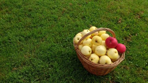 grass basket apples