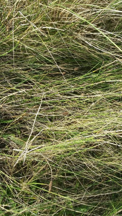 grass dune grass sea