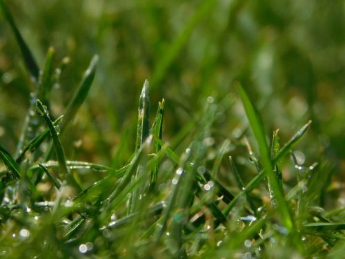 grass dew dewdrop