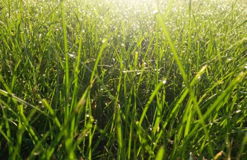 grass garden nature