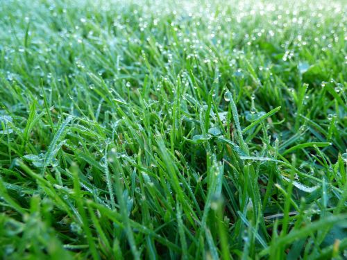 grass dew lawn
