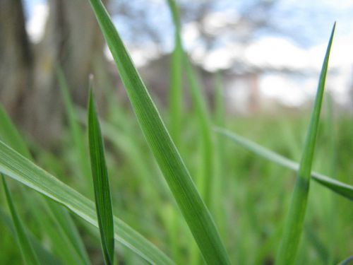 grass plant summer