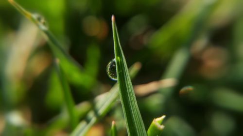 grass dew nature