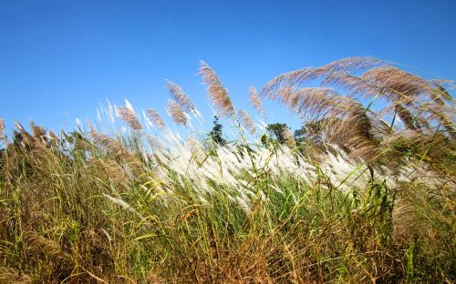 cambodia grass nature