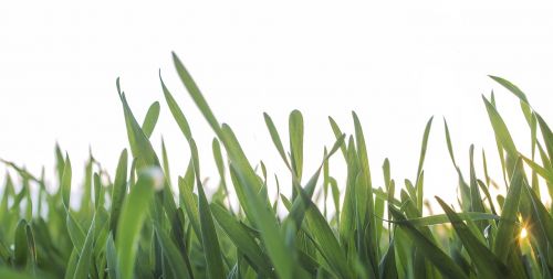 grass isolated nature