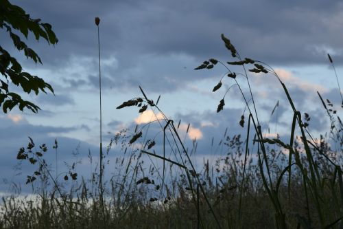 grass nature green