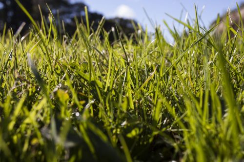 grass green meadow