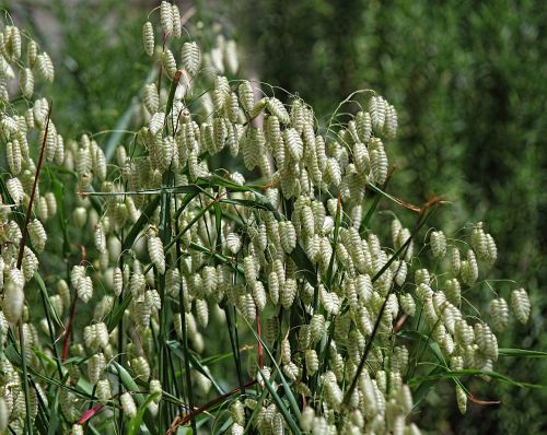 grass ornamental green