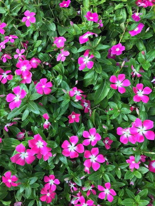 vinca wildflowers magenta