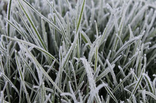 grass frost background