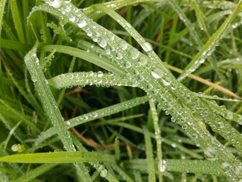 grass rocio morning drops