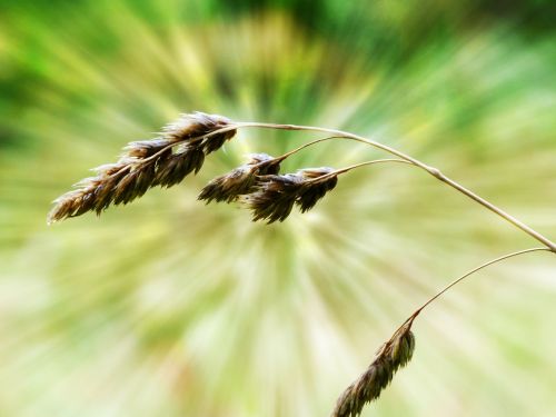 grass nature close-up