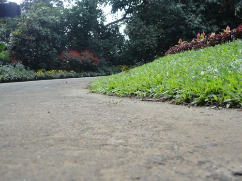 grass roads plants