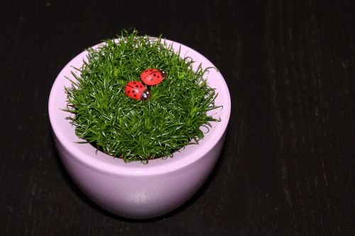 grass ladybug flowerpot