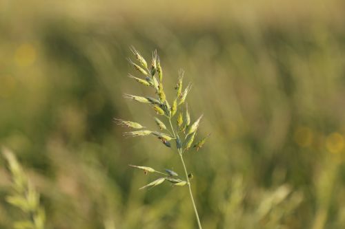 grass grasses halm