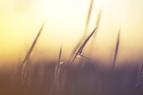 grass macro nature