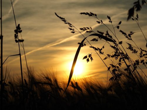 grass sun sunset