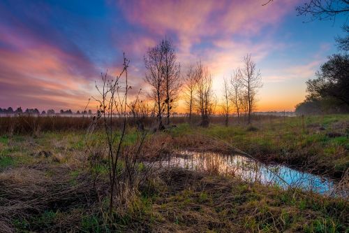 grass nature sky