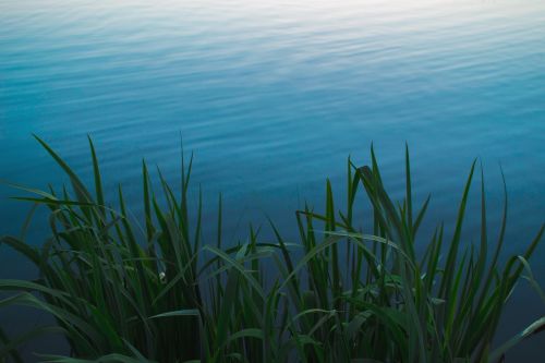 grass lake plant