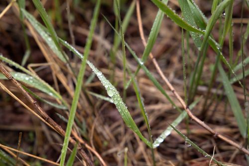 grass macro nature