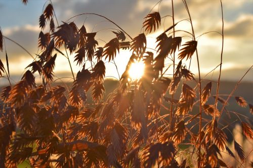 grass nature plant