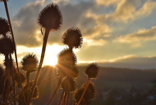 grass plant nature