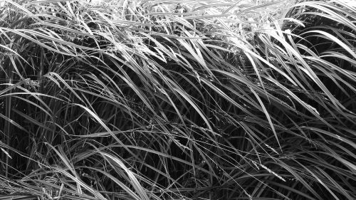 grass sedge blades of grass