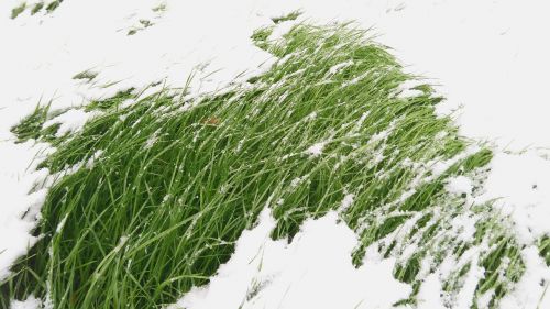 grass snow winter
