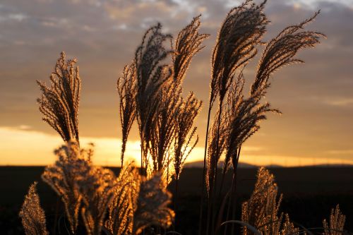 grass sunset nature