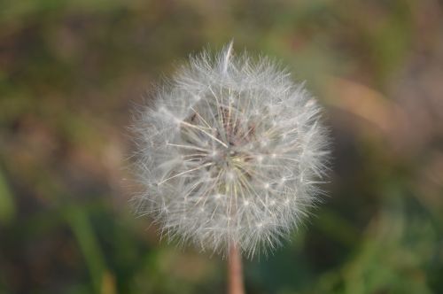 grass white dandelion