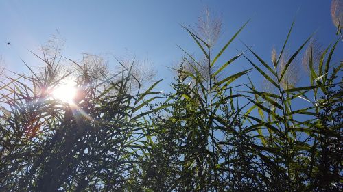 grass sunshine wave