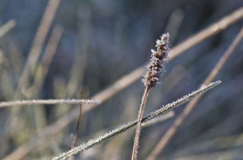 grass frost meadow