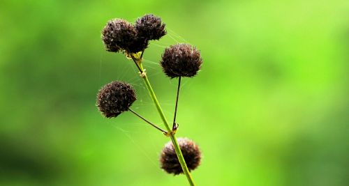 grass wild nature