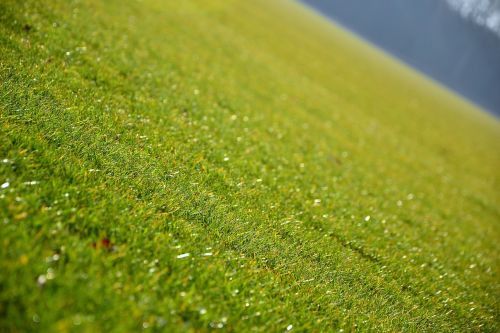 grass lawn green