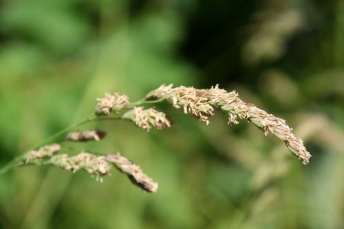 grass meadow green