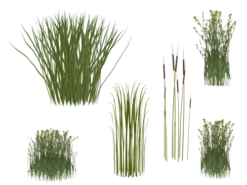 grass reed isolated