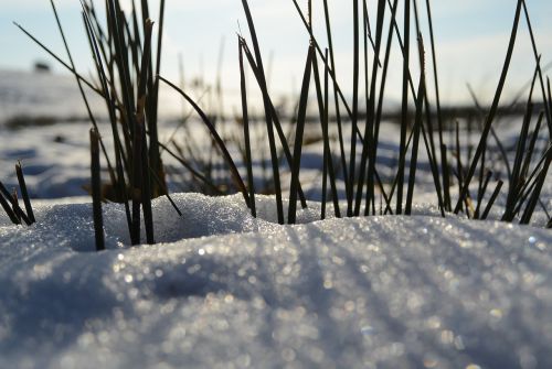 grass ice nature