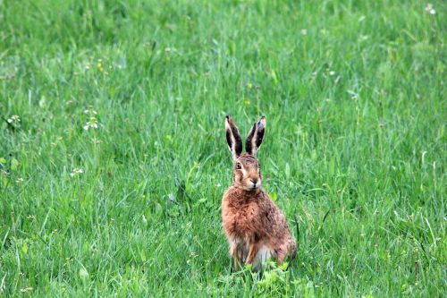 grass meadow hare